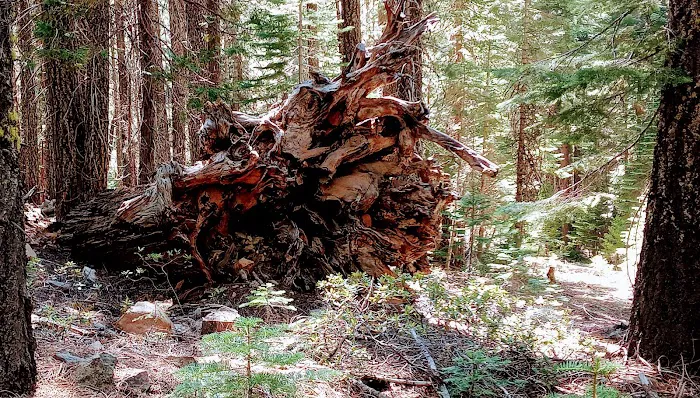 Butte Meadows Campground Picture 7