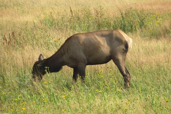 Bakers Hole Campground Picture 5