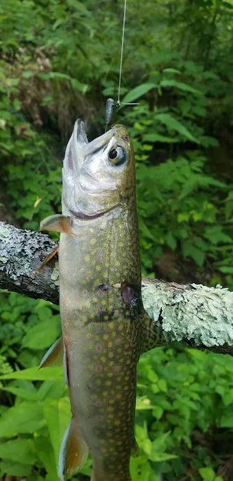 Timber Camp Campground Picture 1