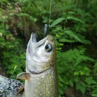 Timber Camp Campground ico