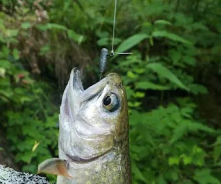 Timber Camp Campground