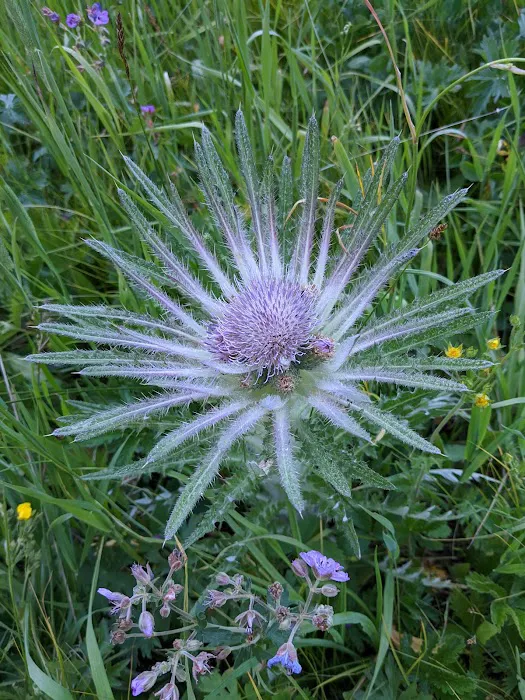 Timber Camp Campground Picture 8