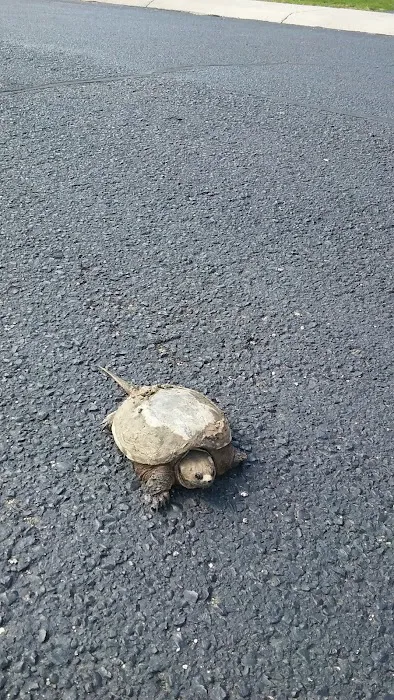 Brandymore Pines MHC Picture 6