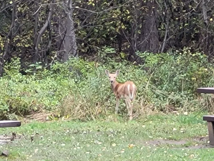 Pine Creek Campground Picture 3