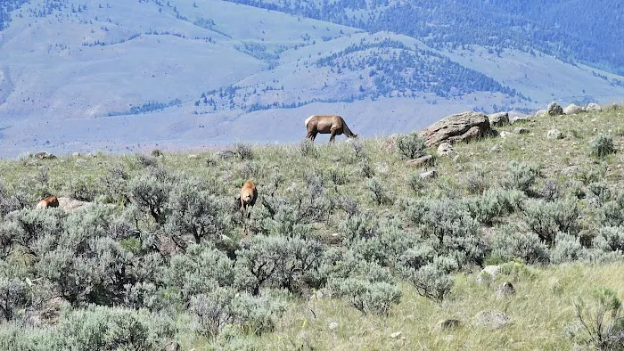 Gardner River Picture 6