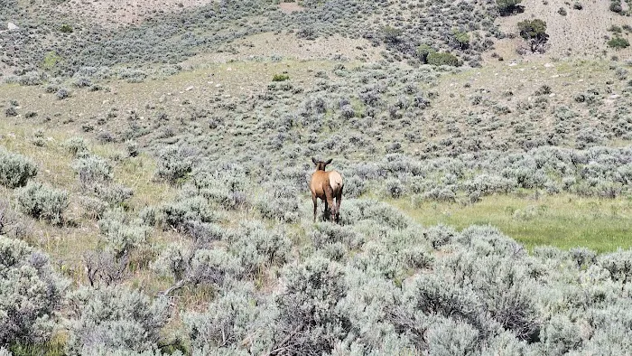 Gardner River Picture 4