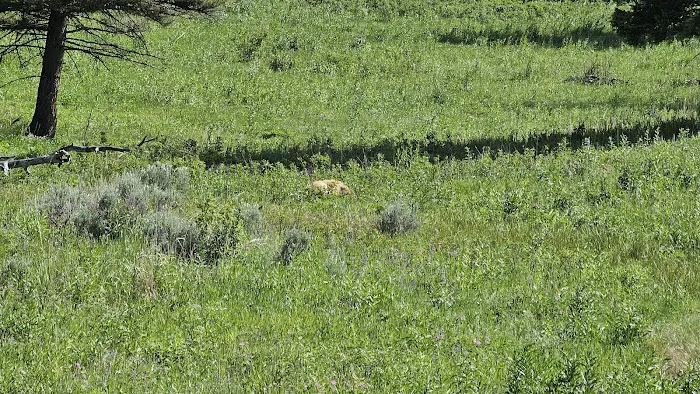 Gardner River Picture 7