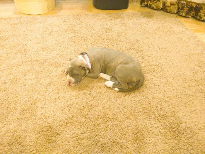 Shady Rest Mobile Plaza Picture 10