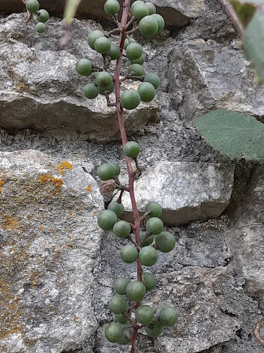 Pioneer Playhouse Rv campground Picture 10