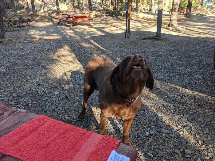 Gold Rush RV Park Picture 9