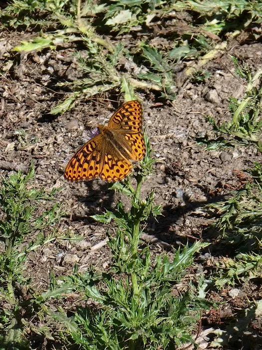 Olive Lake Campground Picture 8