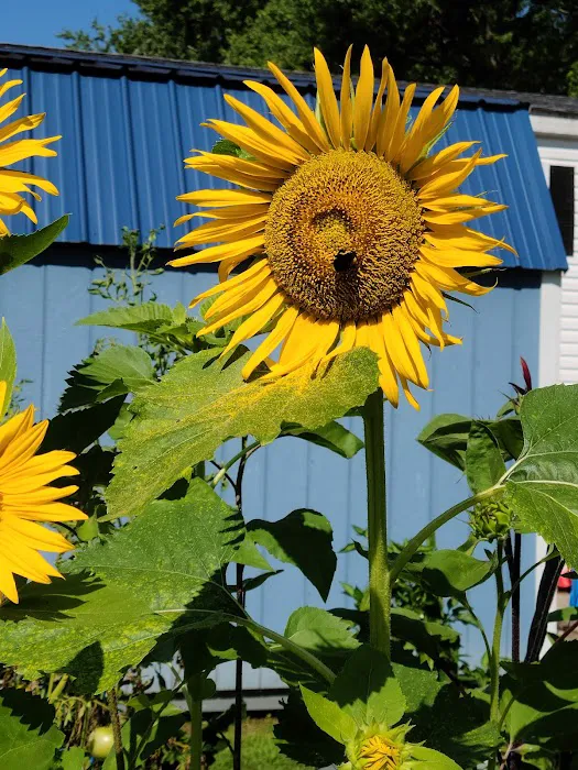 Brookfield Louisville Pointe Mobile Home Park Picture 8