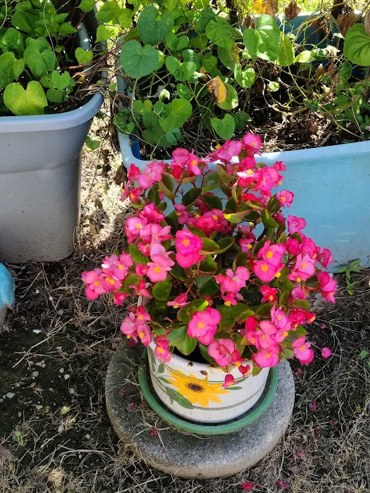 Brookfield Louisville Pointe Mobile Home Park Picture 2