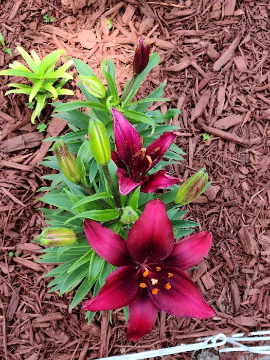 Brookfield Louisville Pointe Mobile Home Park Picture 4