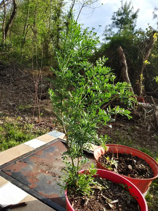 Holiday MHC Picture 5