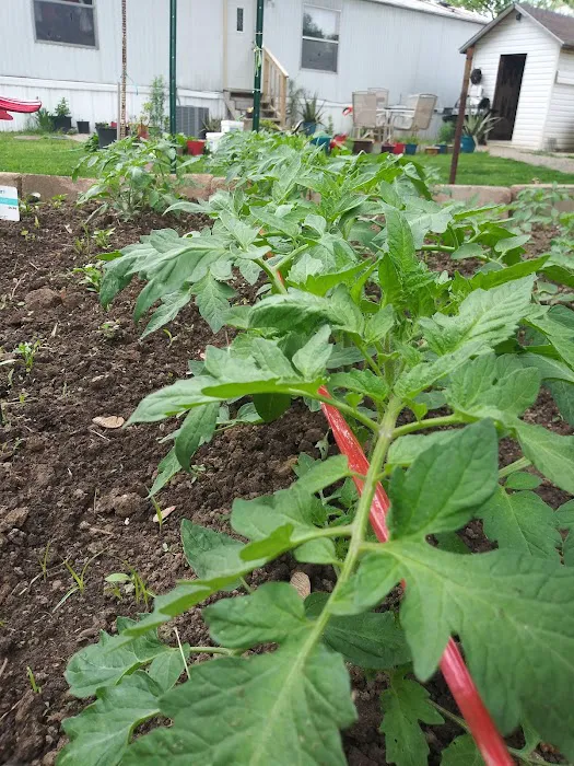 Holiday MHC Picture 2