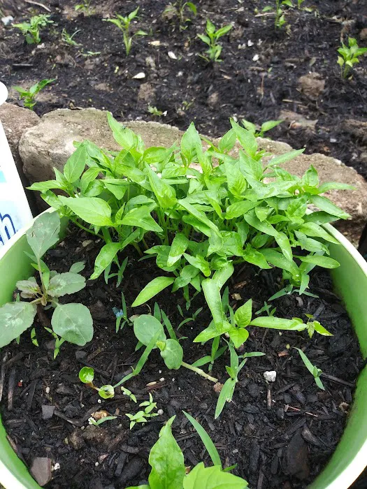 Holiday MHC Picture 3