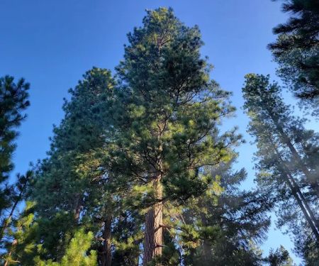 Cool Springs Campground- no available phone number