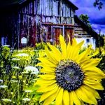 Westgate Trails Trailer Park