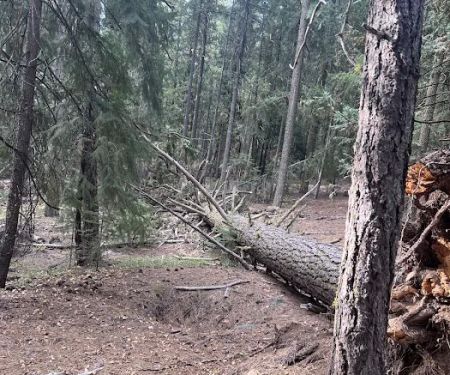 Old Fredonyer Campground