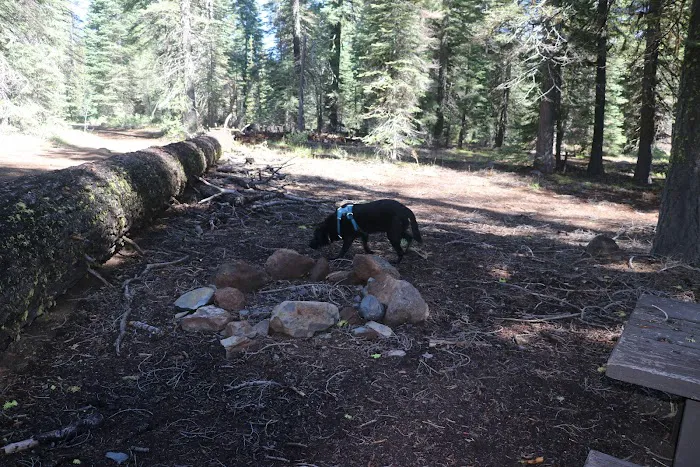 Little Grizzly Campground Picture 8