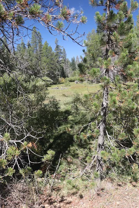 Little Grizzly Campground Picture 2