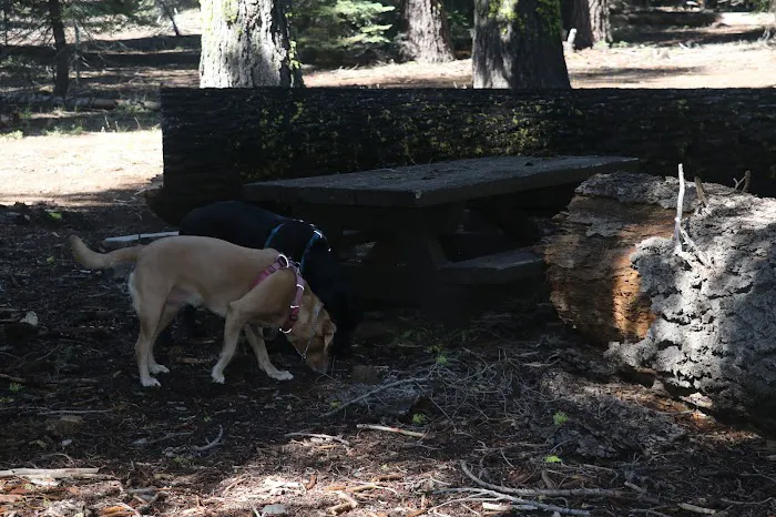 Little Grizzly Campground Picture 6