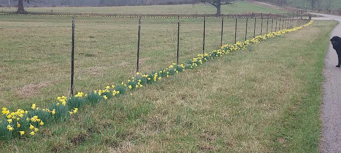 Country Roads RV Park Picture 6