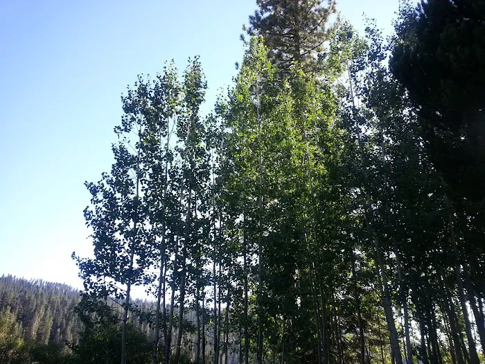 Philbrook Campground Picture 9