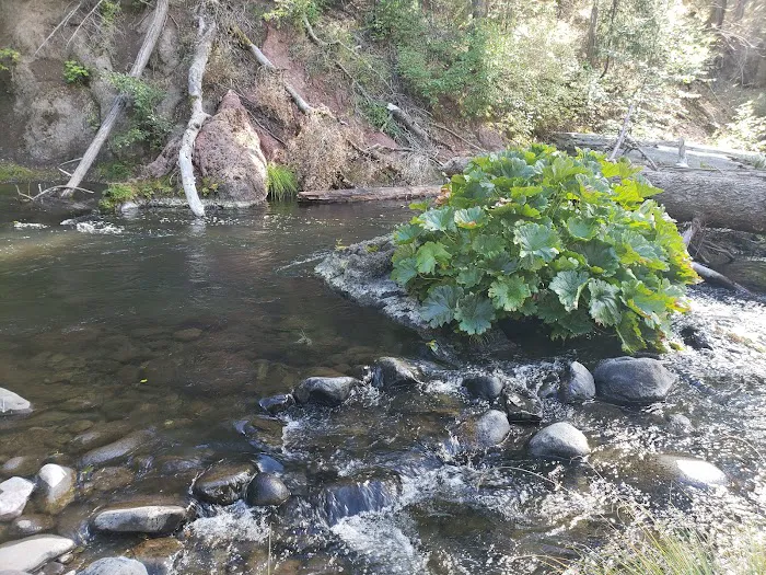 Forks Of Butte Campground Picture 10