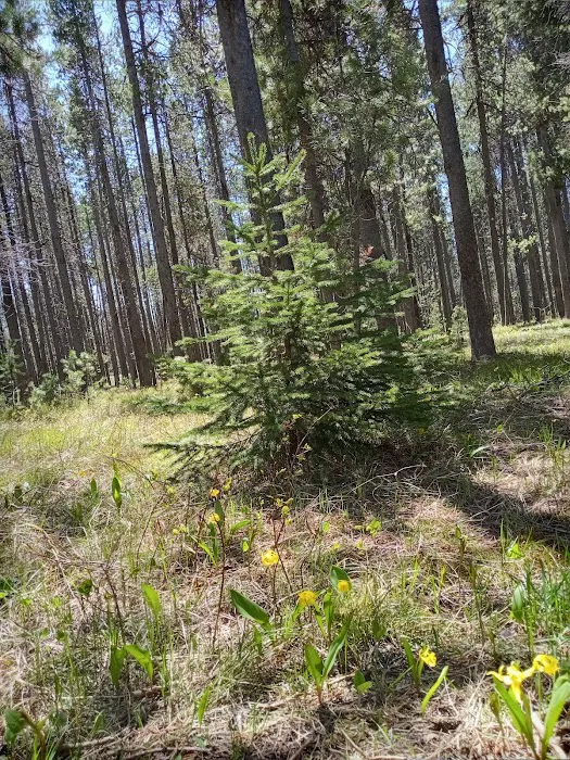 Flatrock Campground Picture 2