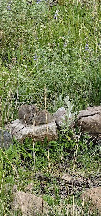 Flatrock Campground Picture 9