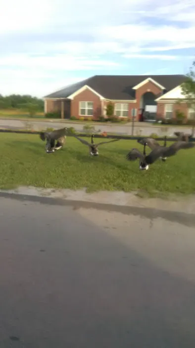 Shepherdsville Pointe Mobile Home Park Picture 4