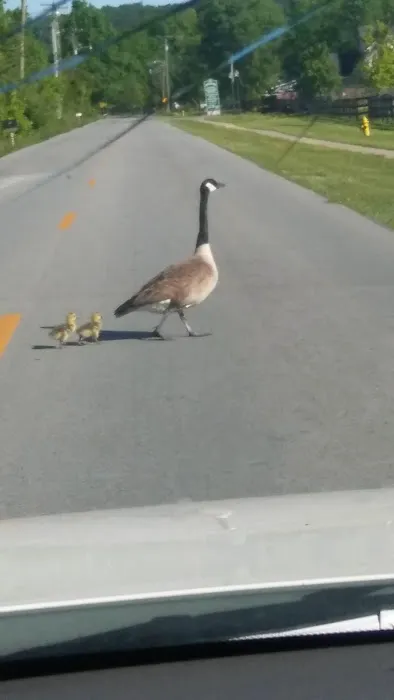 Shepherdsville Pointe Mobile Home Park Picture 3