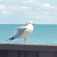 Sandpiper Estates Co-Op ico