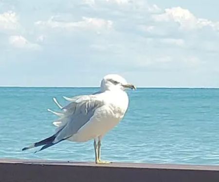 Sandpiper Estates Co-Op