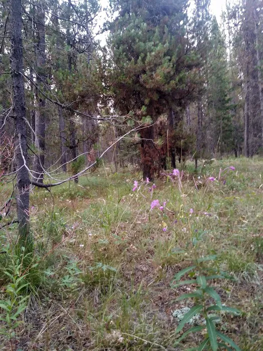 Buttermilk Campground Picture 9