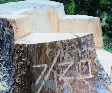 Hicks Park Campground