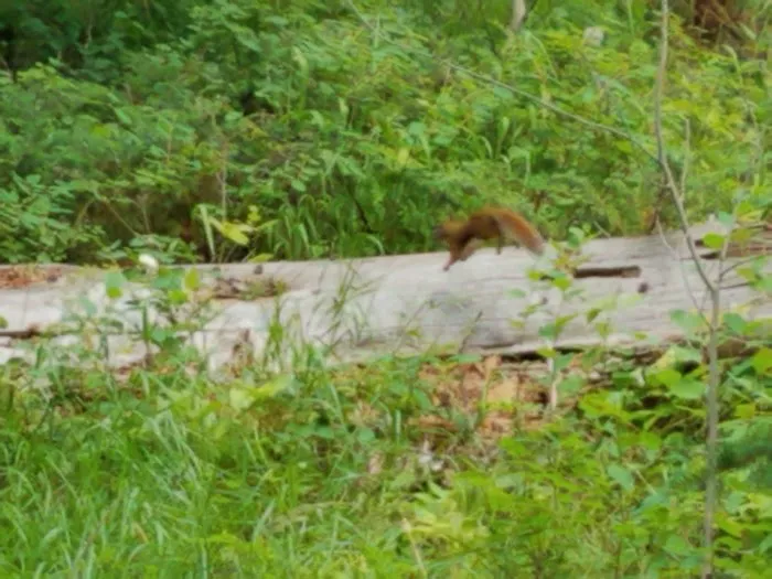 Hells Canyon Campground Picture 10