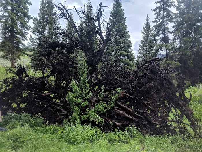 Lower Blacktail Creek Picture 1