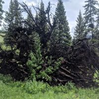 Lower Blacktail Creek ico