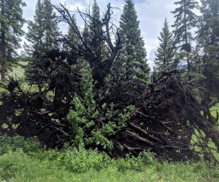 Lower Blacktail Creek