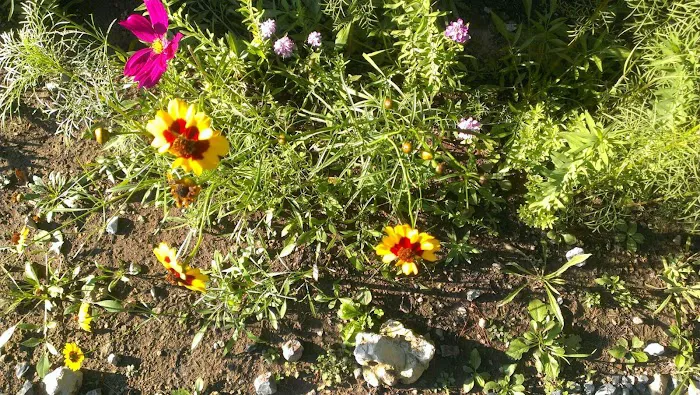 Sunset Village Picture 2