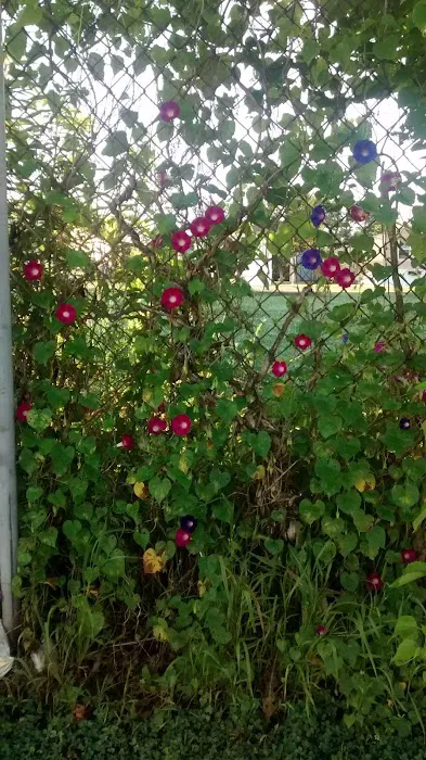 Masden Mobile Park Picture 3