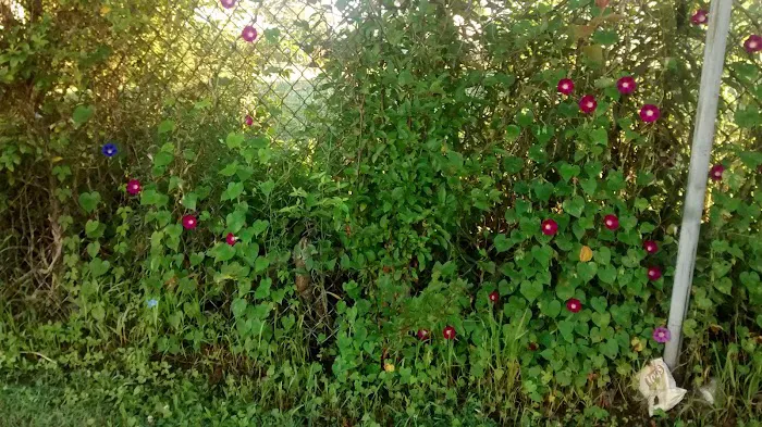 Masden Mobile Park Picture 6