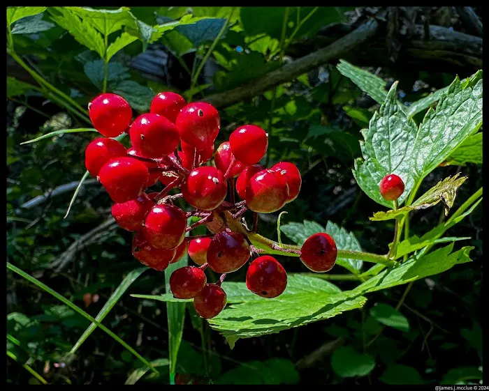 Aspen Campground Picture 3