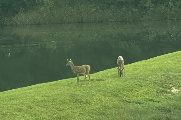 Lake view camping Picture 4