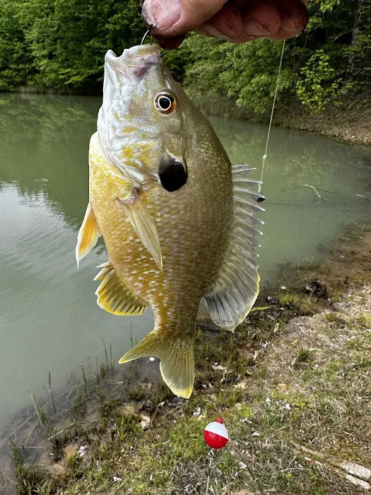 Lake view camping Picture 3