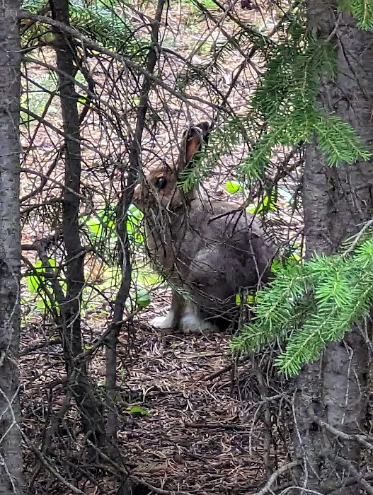 Kings Hill Campground Picture 7