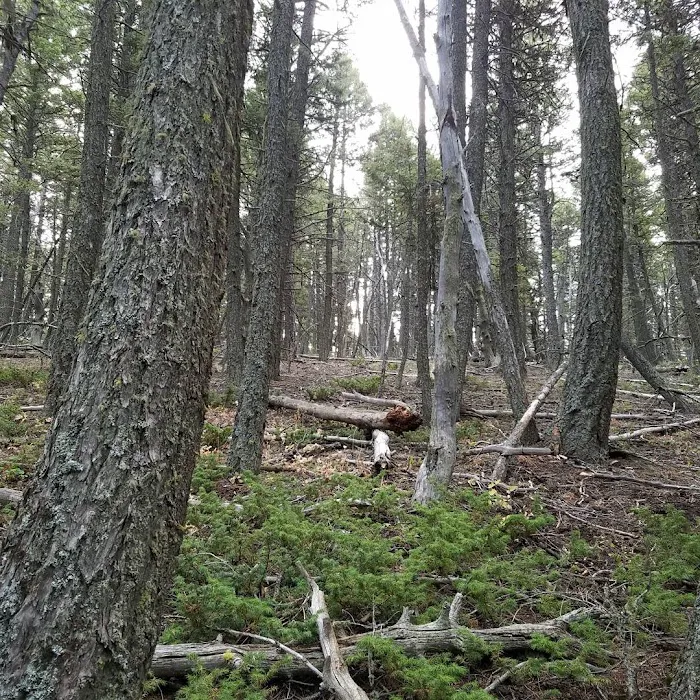 Spring Creek Campground Picture 9